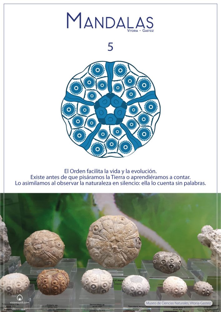 Fósil de erizo de mar del Museo de Ciencias Naturales Nueva en Vitoria-Gasteiz.