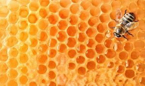 El Hexágono como patrón de ORden y Belleza en los panales de miel de las abejas