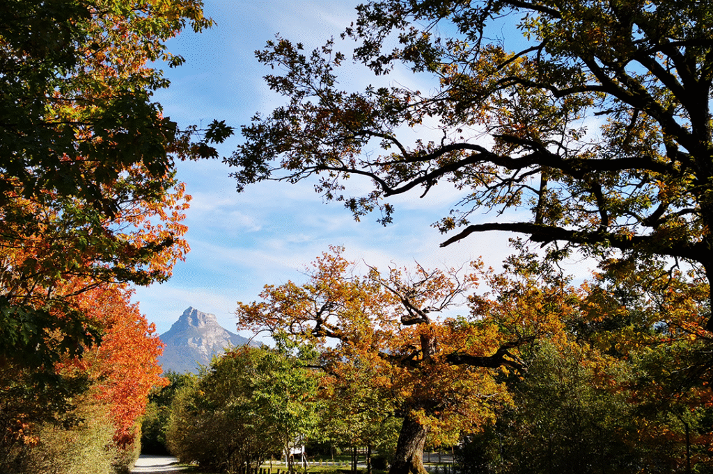 Paisaje de un bosque en otoño