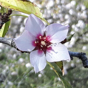 Flor pentagonal de cerezo