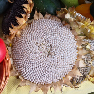 Flor seca de girasol