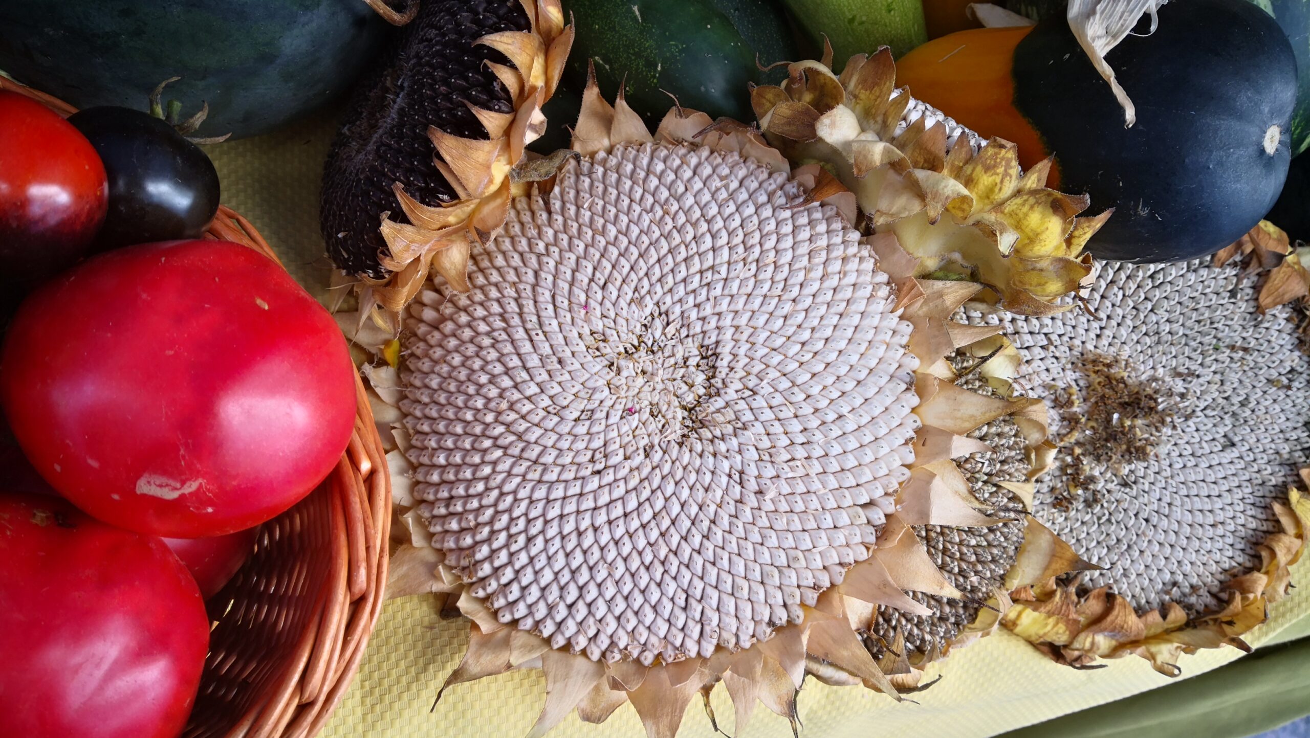 Espirales naturales en una flor de girasol