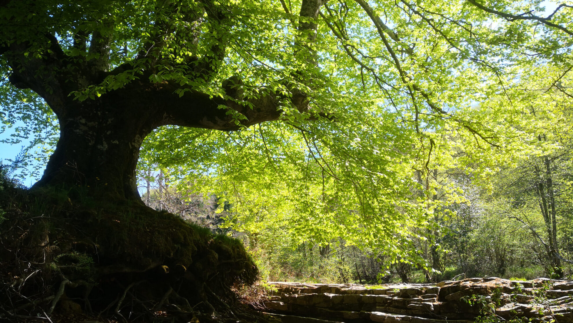 Bosque recorrido por la luz