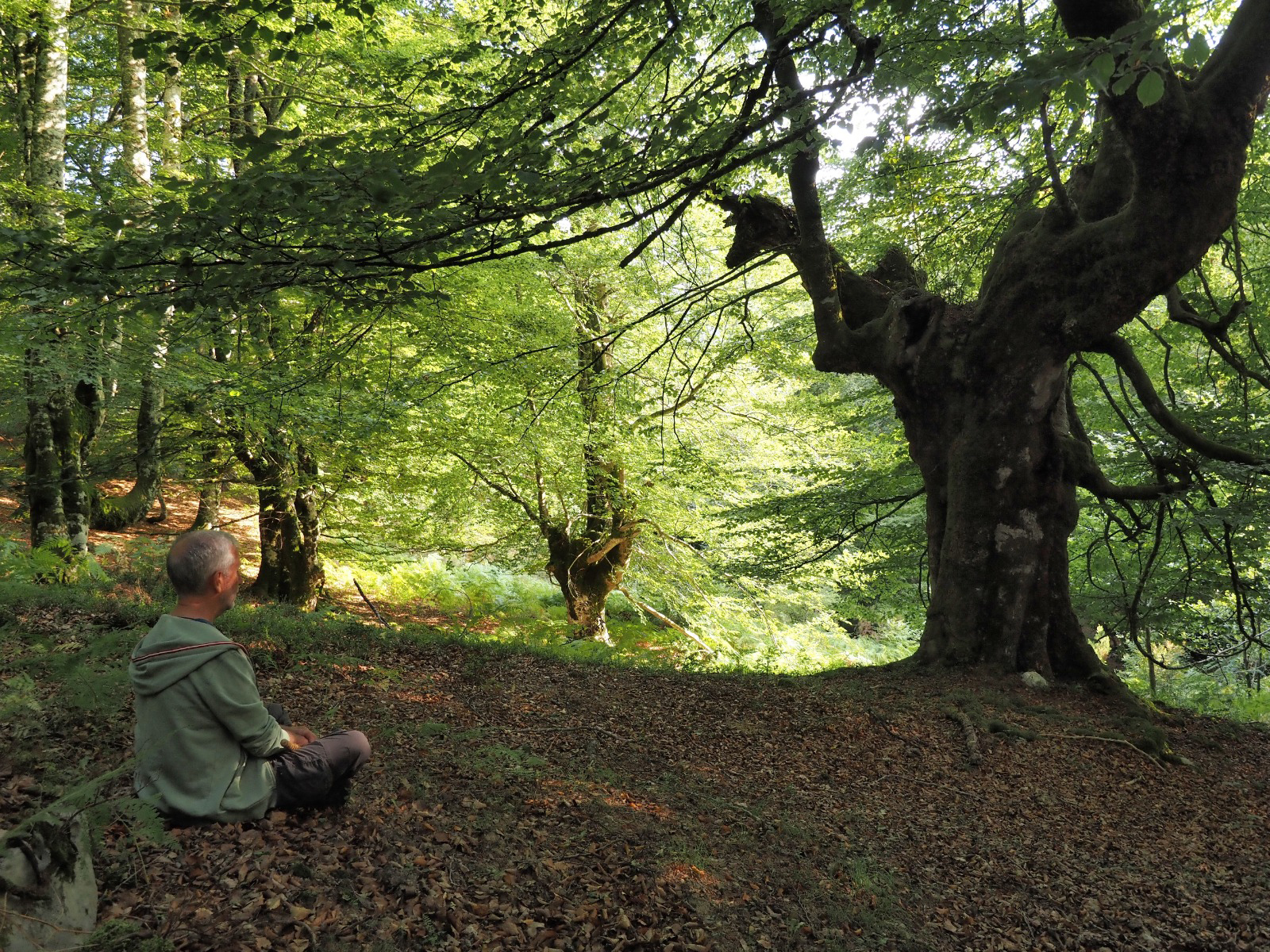 Latif sentado en el bosque junto a un gran árbol